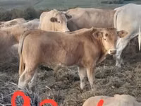 Cattle (batch, sex not specified), Blonde d’Aquitane cattle — photo 1