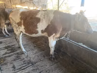 Krava, Simmental cattle — foto 7