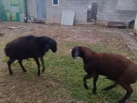 Ram, Arashan sheep — foto 4