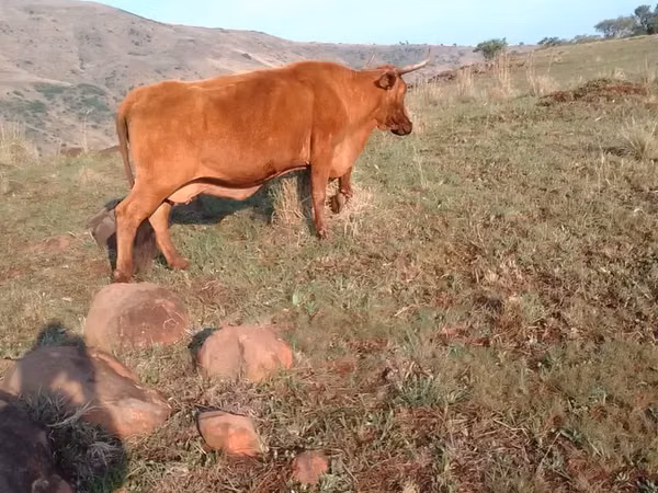 Կով, Nguni cattle