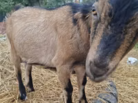 Ged, Alpine goat — foto 3