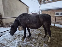 Mare, Horses — photo 4