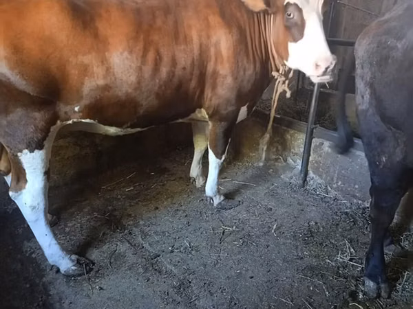 Krava, Swiss cattle — Kyrgyzstán