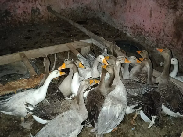 Geese