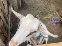 ஆண் வெள்ளாடு, Alpine goat — புகைப்படம் 6