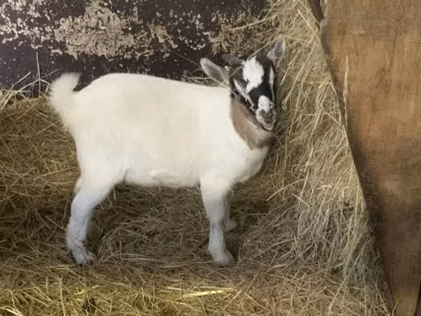 Goat, Goats