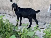 Billy Goat, Nubian Goat — photo 2