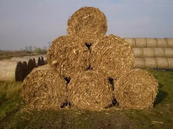 Eladó kukoricaszár tele kukoricával