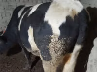 Bull, Cattle — photo 4