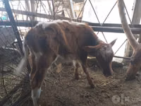 Vacă, Bovine — foto 7