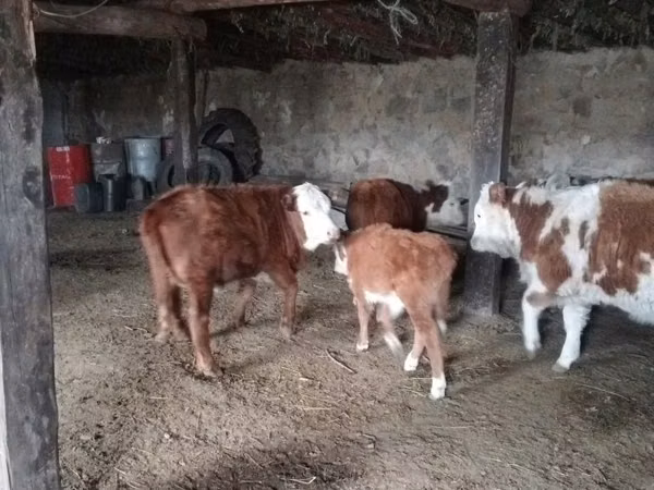 Bull, Kazakh White-headed cow