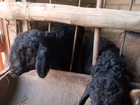 Kambing jantan, Sheep — foto 2