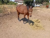 Бие, Kyrgyz Horse — 3-сурет
