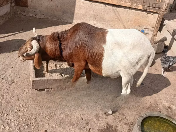 Widder, South meat sheep