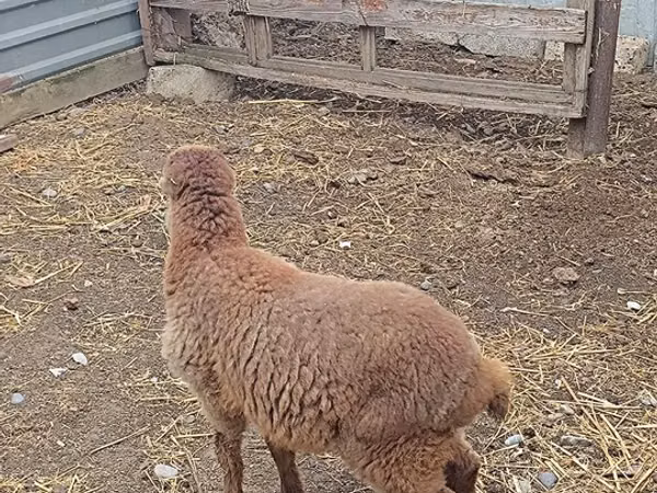Sheep, Sheep — Azerbaijan