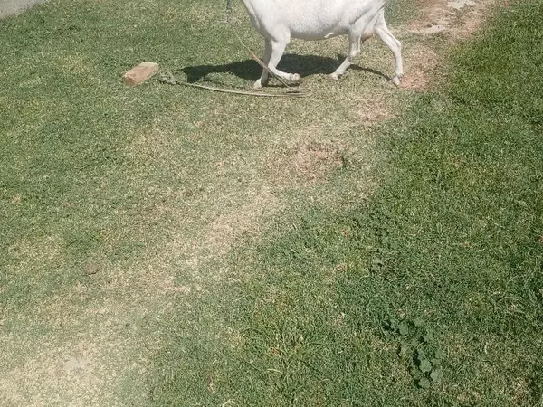 Goat, Saanen goat — Uzbekistan