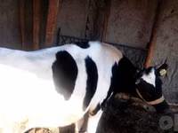 Cow, Russian Black pied cattle — photo 4
