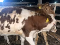 Vache, Simmental cattle — photo 2