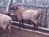 قوچ, Edilbay sheep — عکس 2