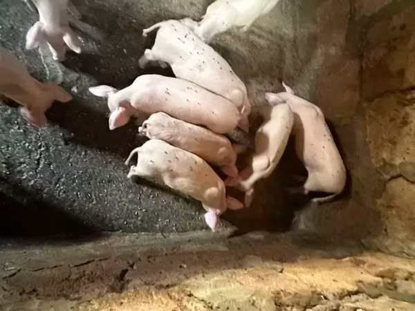 Krmača, 