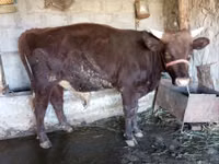 Toro, Bovini — foto 2