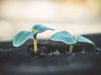 Агроволокно чёрное мульчирующее, Agrofibre (Agril) negru de mulcire — ፎቶ 3