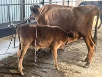 গাভী, গরু — ছবি 5