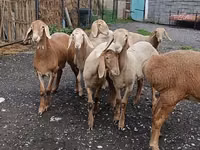 میش, Arashan sheep — عکس 1