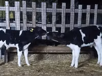Ցուլ, Swiss cattle — լուսանկար 1