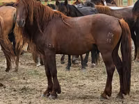 Horse (M), Horses — photo 6