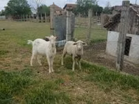 Vædder, Merino sheep — foto 1