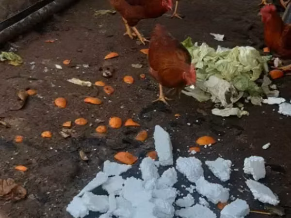 Chickens — Armenia