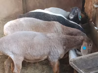 Sheep, Sheep — photo 4