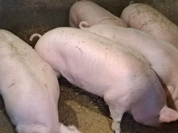 Boar,  — Hungary