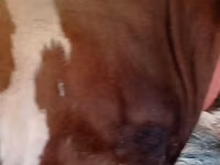 Bull, Simmental cattle — photo 3