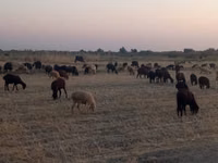 Sheep, Sheep — photo 1