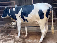 Ko, Holstein-race — foto 1