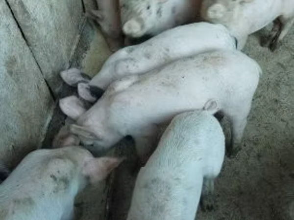 Sow,  — Hungary