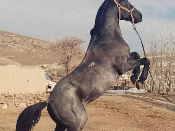 Kůň, Koně — Uzbekistán