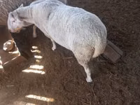 Ram, Sheep — photo 2