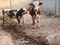 Bulle, Simmental cattle — Foto 2