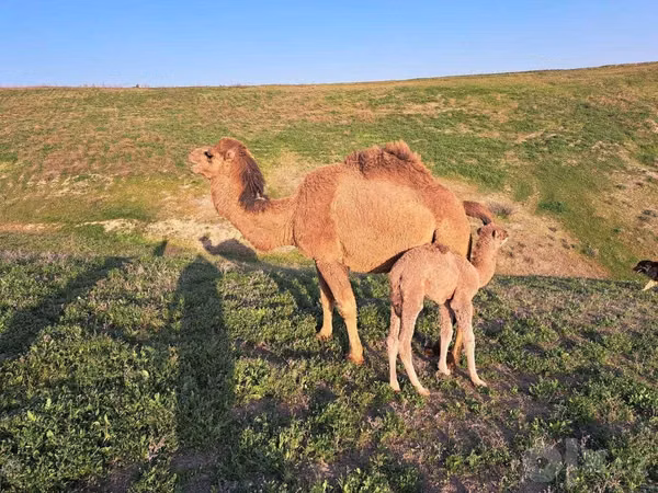 شتر نر, شتر