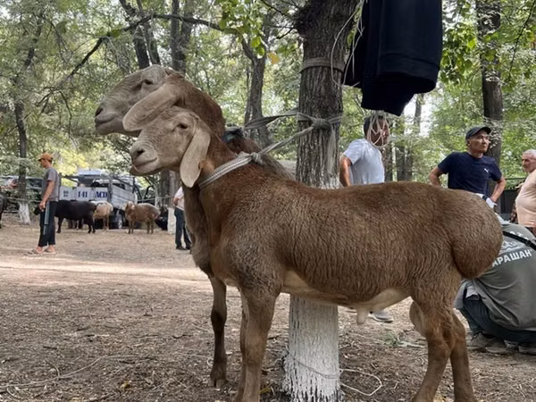 Ram, Arashan sheep — Kyrgyzstan