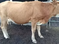 Banteng, Cattle — foto 7