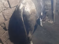 Ցուլ, Կարմիր-ծաղկավոր ցեղատեսակ — լուսանկար 2