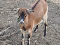 Kambing betina, Goats — foto 5