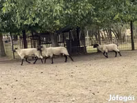 Ram, Blackheaded Persian sheep — photo 1