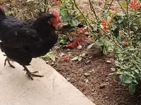 Chickens — Foto 3