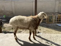 Ram, Sheep — photo 1