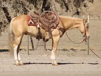 Horse (M), Quarter Horse — photo 3